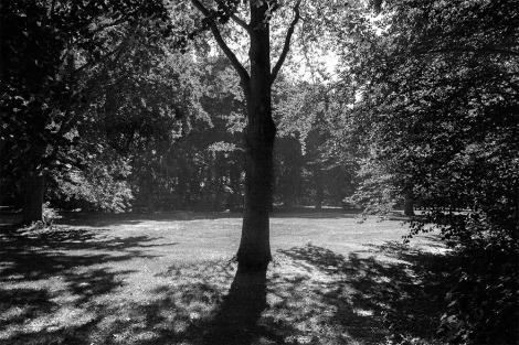 Fototapete Baum an einer Lichtung im Wald