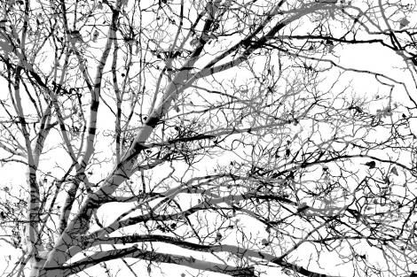 Fototapete Baum im Schwarzweiß-Design