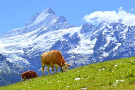 Fototapete Kühe in den Bergen der Schweizer Alpen