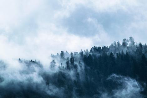 Fototapete Wald im starken Nebel