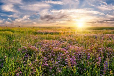 Fototapete Wiese mit Blumen bei Sonnenaufgang