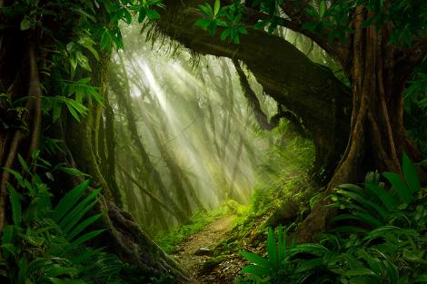 Fantasy Fototapete eines Dschungel im Licht