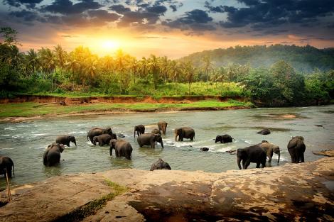Fototapete Elefanten baden in einem Fluss in Sri Lanka