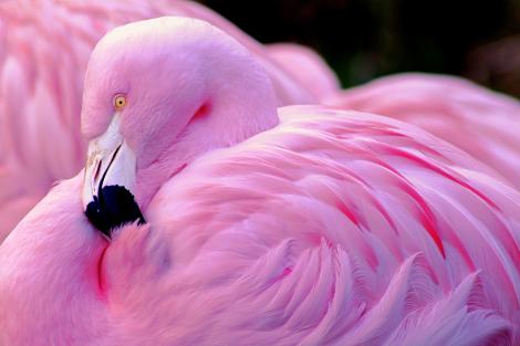 Fototapete pinker Flamingo