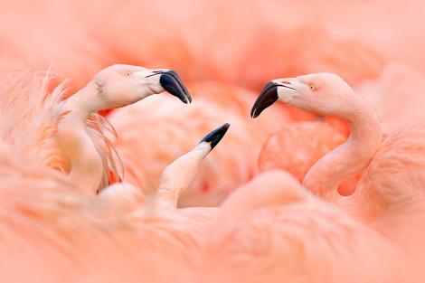 Fototapete drei tanzende Flamingos