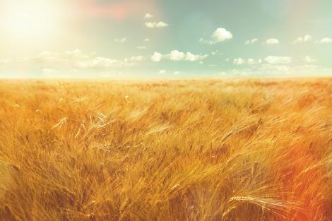 Fototapete Gerstefeld im Sommer im Vintage-Look