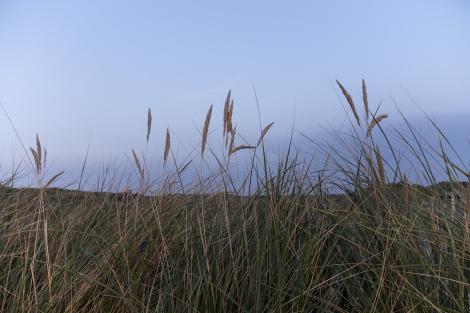 Fototapete Gräser an der Nordsee