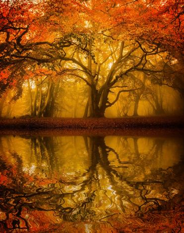 Fototapete Baum am See im Herbst