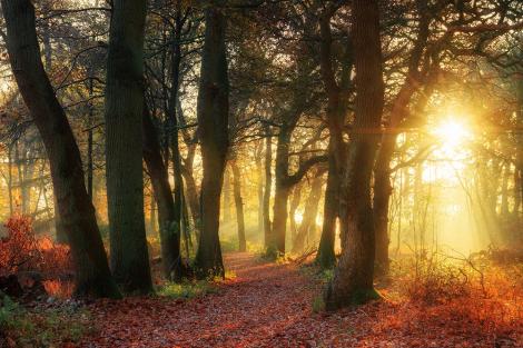 Fototapete Herbstwald in der Morgensonne
