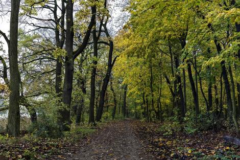 Fototapete Herbstwald