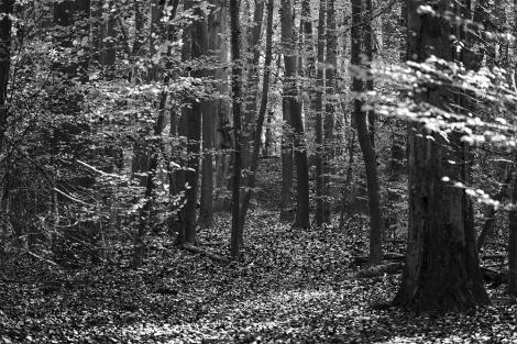 Fototapete Herbstmotiv in Schwarzweiß