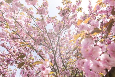 Fototapete Kirschblüte