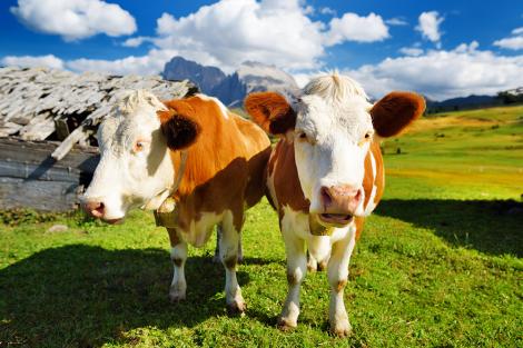 Fototapete Kühe in den italienischen Alpen