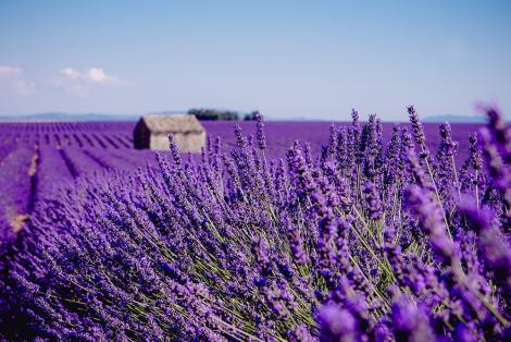 Fototapete Lavendelfeld in Frankreich