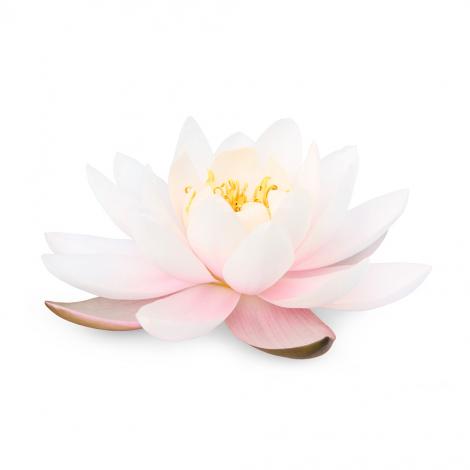 Fototapete Lotusblume für die Meditation