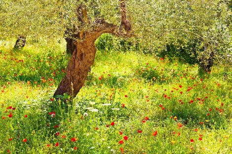 Fototapete Olivenbaum in einer Wiese mit blühenden Mohnblumen
