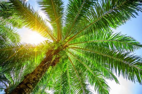 Fototapete Sonnenstrahlen zwischen Palmenblätter