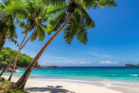 Fototapete Strand mit Palmen auf den Bahamas