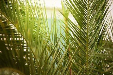 Fototapete mit Palmenblättern im Sonnenlicht