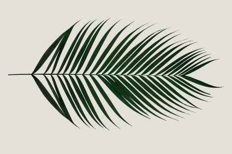 Fototapete mit einem einzelnen Palmenblatt