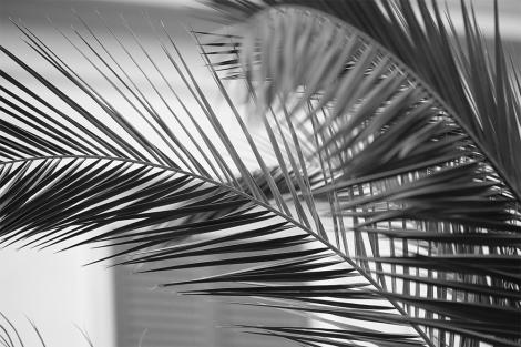 Fototapete Palmenblätter in Schwarz-Weiß im Lounge-Stil