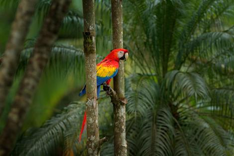 Fototapete Papagei im Dschungel