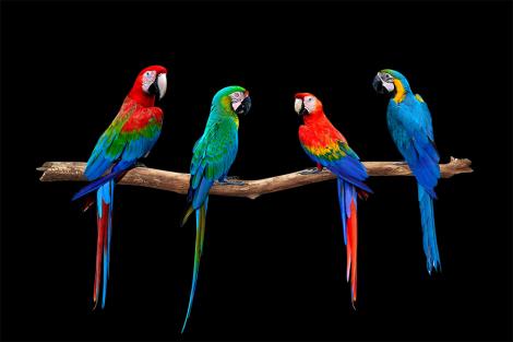 Fototapete vier bunte Papageien vor schwarzem Hintergrund