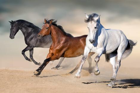 Fototapete drei Pferde im Galopp