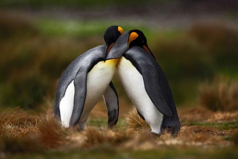 Fototapete zwei sich umarmende Pinguine