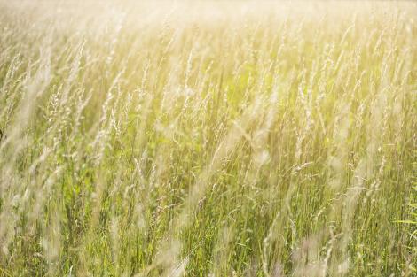 Fototapete Sommergräser