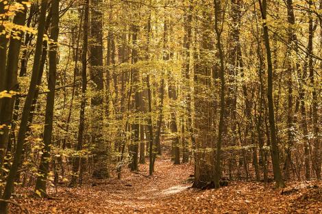 Fototapete abstrakter Herbstwald