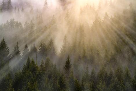 Fototapete nebeliger Wald im Sonnenlicht