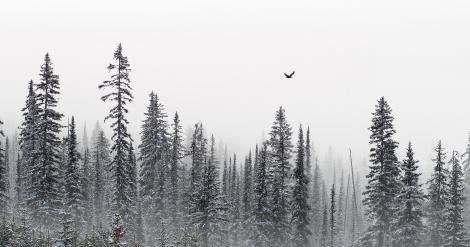 Fototapete Vogel über Winterwald
