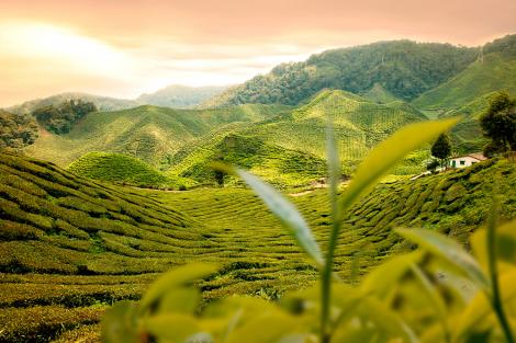 Fototapete grüne Teeplantage