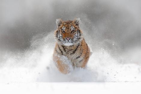 Fototapete Tiger im Schnee