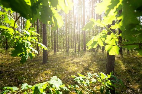 Fototapete mit Blättern im sonnenbeleuchteten Wald