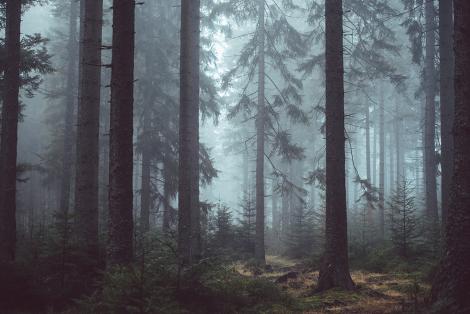 Fototapete düster Tag im Herbst in einem Wald im Nebel