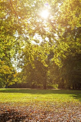 Fototapete Park im Sonnenlicht