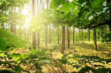 Fototapete mit einem Waldmotiv im Sonnenlicht