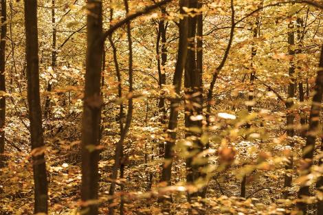 Fototapete herbstlicher Wald