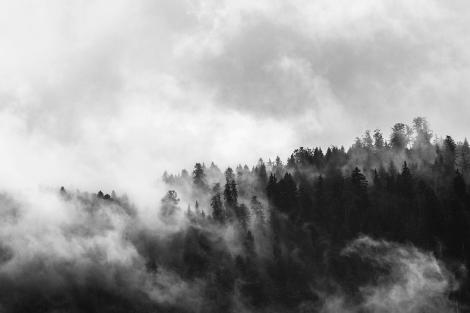 Schwarz-Weiß Fototapete Wald im dichten Nebel