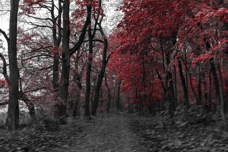 Fototapete rote Blätter im Wald