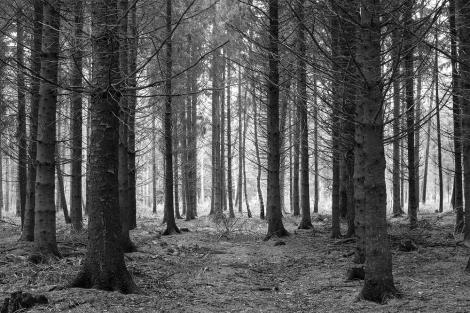Fototapete Wald in Schwarzweiß