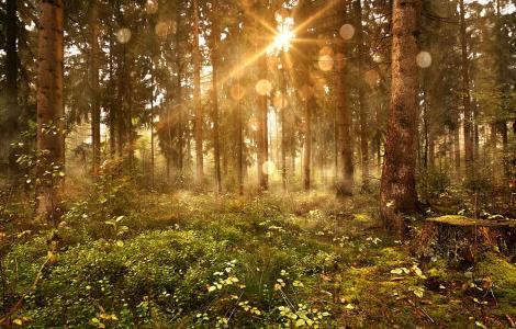Fototapete lichterfüllter Wald im Sonnenlicht