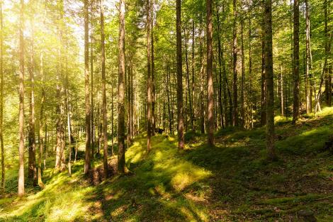 Fototapete ein Wald im Sonnenschein in Österreich