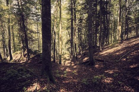 Fototapete Wald im Vintage-Look
