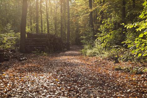 Fototapete Weg im Herbstwald