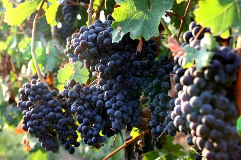Fototapete rote Weintrauben auf einem Weinberg