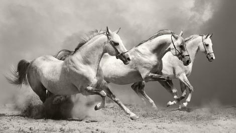 Fototapete drei weiße Pferde im Galopp