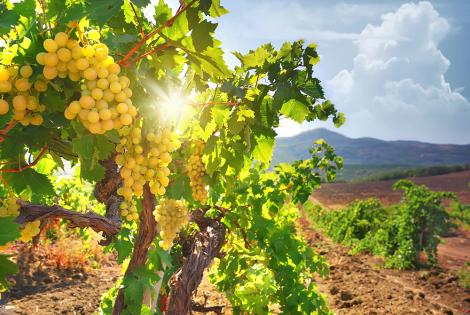 Fototapete weiße Weintrauben auf einem Weinberg